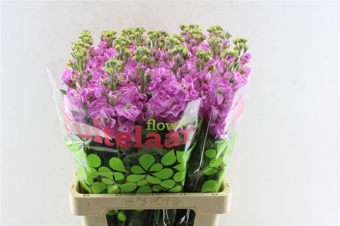 <h4>Matth Iron Pink</h4>