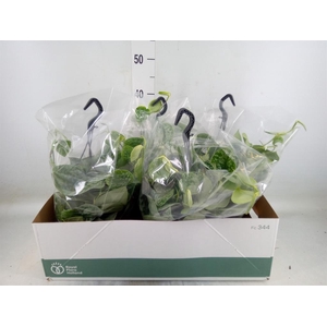 Scindapsus pictus 'Silvery Ann'