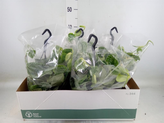 <h4>Scindapsus pictus 'Silvery Ann'</h4>