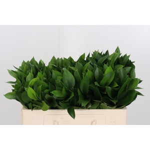 Ruscus