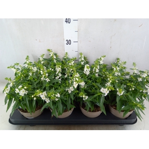 Angelonia  'Serena White'