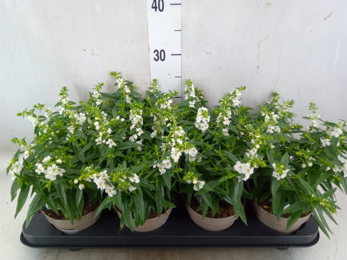 <h4>Angelonia  'Serena White'</h4>