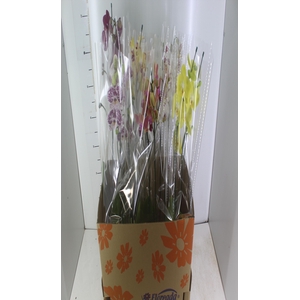 PHALAENOPSIS P15 2 HT