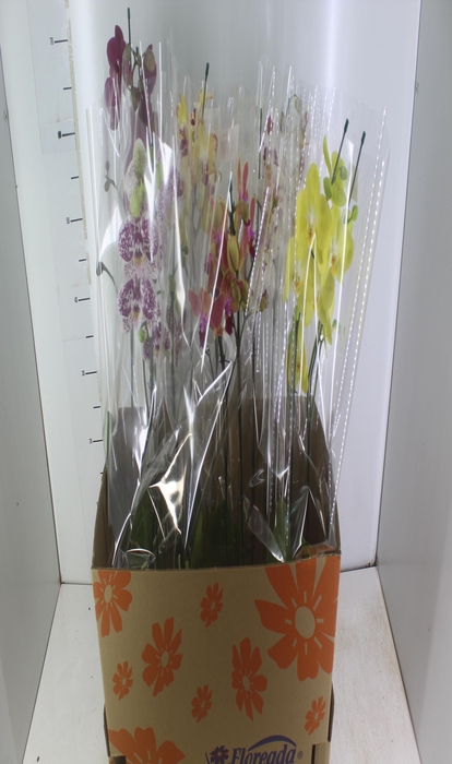 <h4>PHALAENOPSIS P15 2 HT</h4>