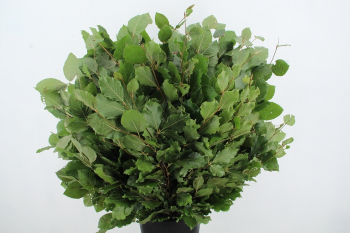 <h4>FAGUS SYLVATICA</h4>