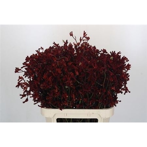 Anigoz Bush Ruby