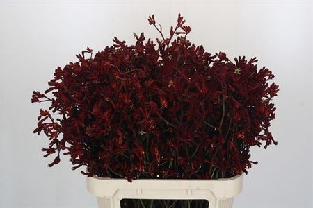 <h4>Anigoz Bush Ruby</h4>
