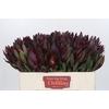 Leucadendron Saf Sunset Dark R.