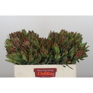 Leucadendron Highlight