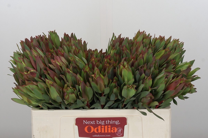 Leucadendron Highlight