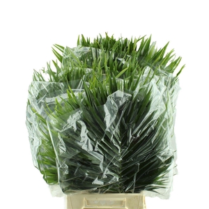 Decoratiegroen overig per bos