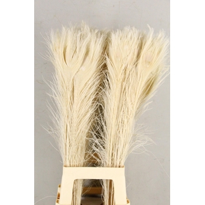 Feather Peacock Bleach 80cm