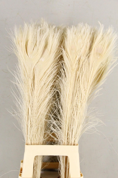 <h4>Feather Peacock Bleach 80cm</h4>