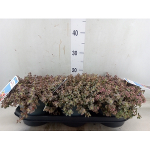 Sedum cauticola 'Lidakense'