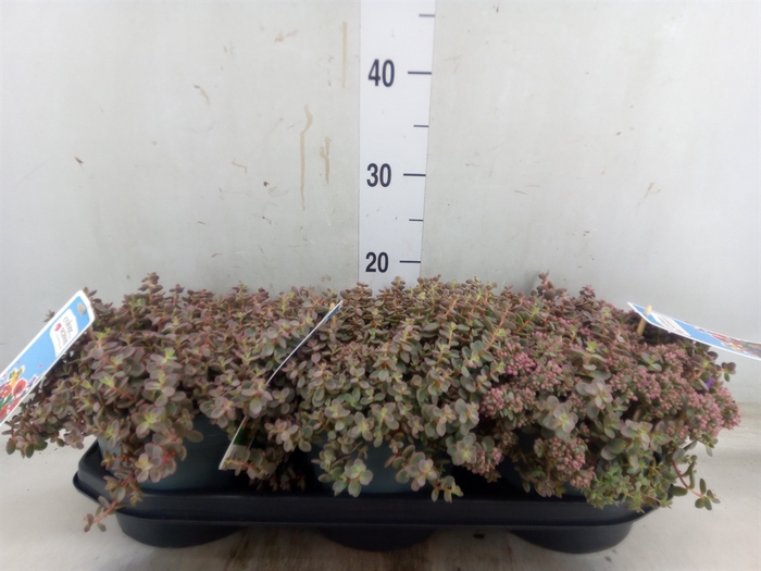 <h4>Sedum cauticola 'Lidakense'</h4>