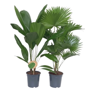 Exotisch palmmix / livi /licu