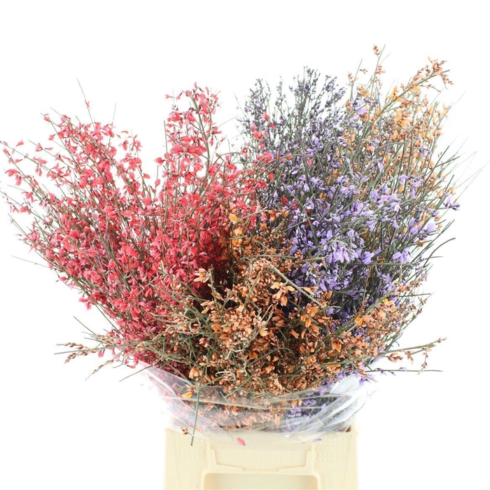 <h4>GENISTA KLB BS H%</h4>