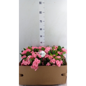 Euphorbia milii   ...
