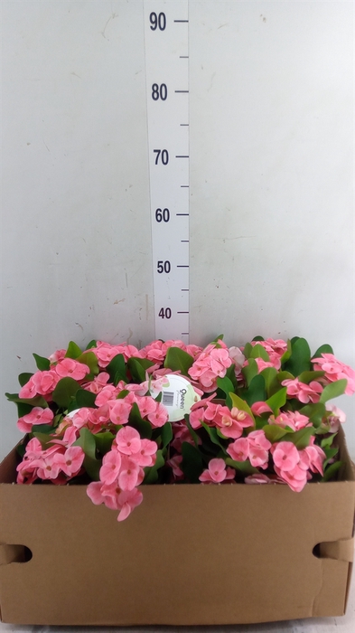 <h4>Euphorbia milii   ...</h4>