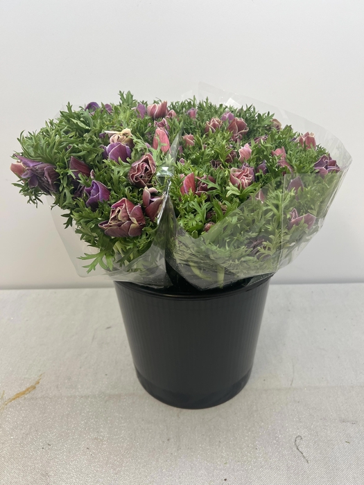 ANEM CO MIS MAGENTA EX