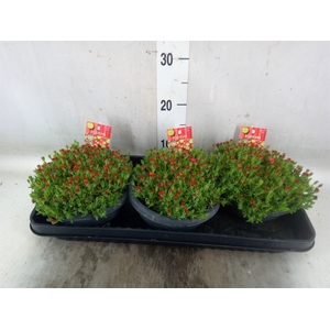 Delosperma coop. 'JewDesert'  ..mix