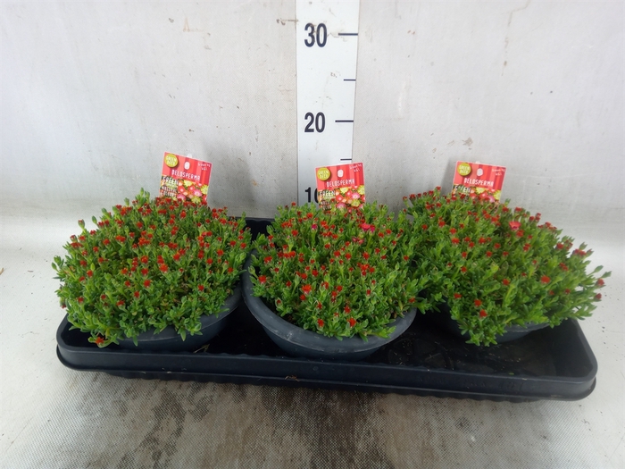 <h4>Delosperma coop. 'JewDesert'  ..mix</h4>