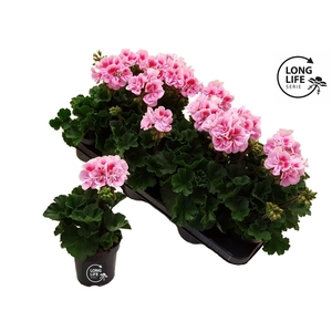 Pelargonium Zonale Rose/Blanc