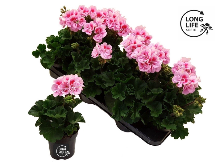 <h4>Pelargonium Zonale Rose/Blanc</h4>