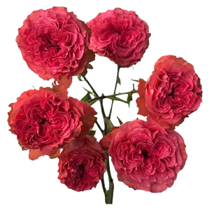 R TR WINK CORAL KISS Tessa