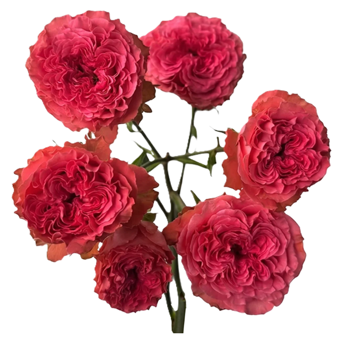 <h4>R TR WINK CORAL KISS Tessa</h4>