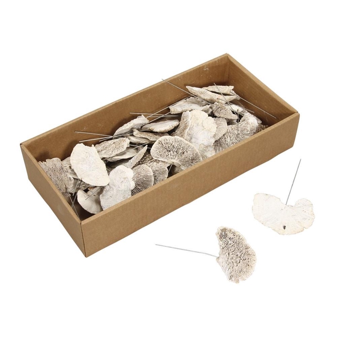 <h4>Dried articles Sponge Mushroom/wire x40</h4>