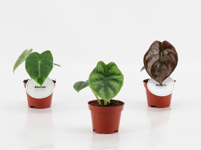 <h4>Alocasia Gemengd</h4>