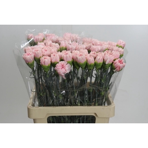 Dianthus St Happy Chery