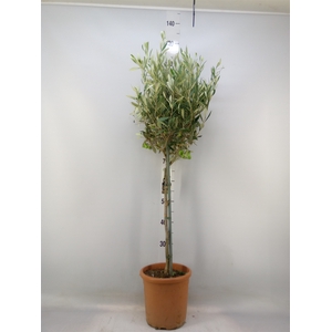 Olea europaea