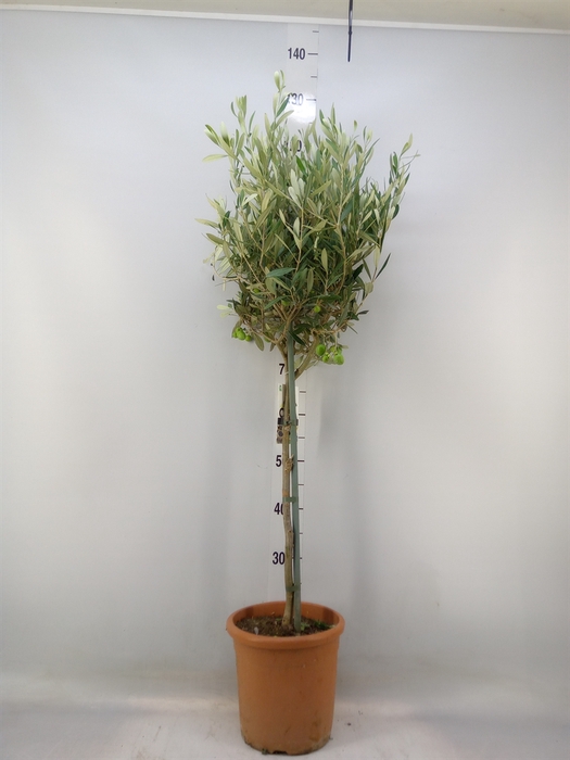 <h4>Olea europaea</h4>