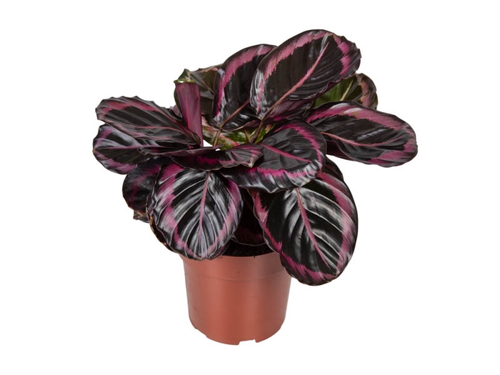 CALATHEA SURPRISE STAR P17