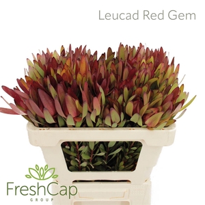 Leucad Red Gem