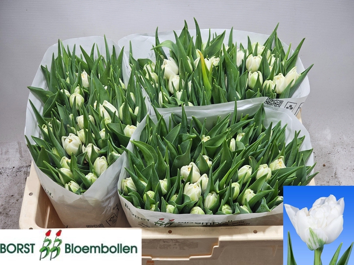 <h4>TU DU GALILEO</h4>