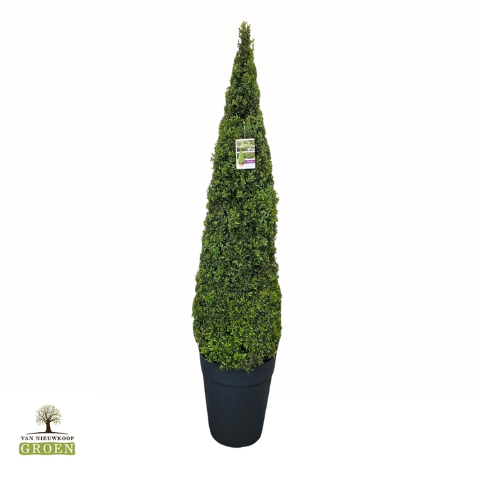 <h4>Buxus Sempervirens Piramide 160-180</h4>