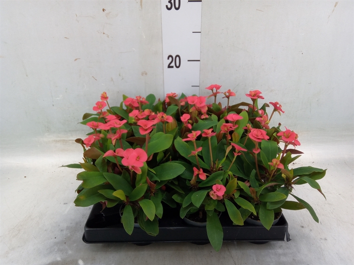 <h4>Euphorbia milii   ...</h4>