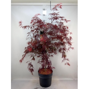 Acer palmatum 'Garnet'