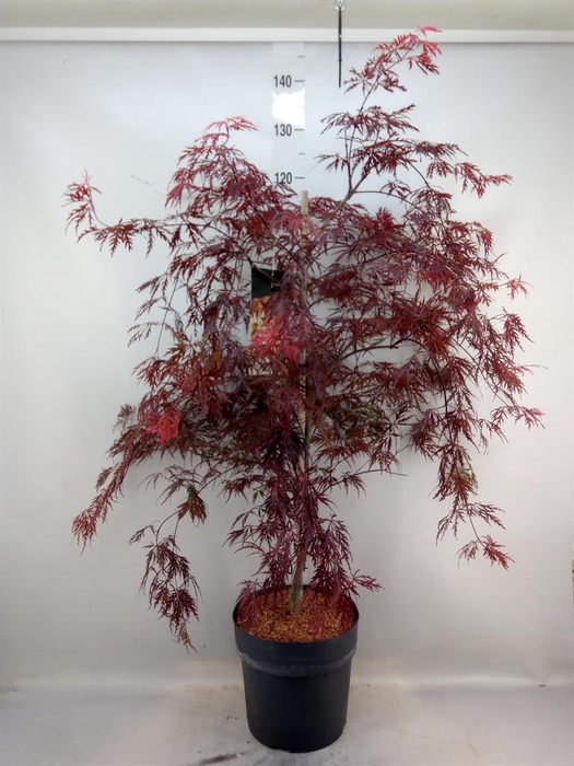 <h4>Acer palmatum 'Garnet'</h4>
