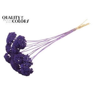 Achillea Per Stem Frosted Purple