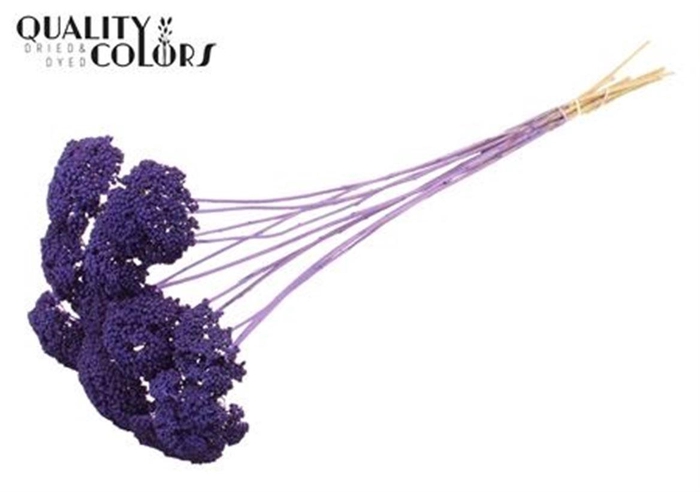 <h4>Achillea Per Stem Frosted Purple</h4>