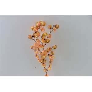 Dried Artz Bougainvillea Gaugain Bunch Slv