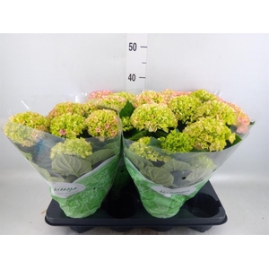 Hydrangea mac. 'Hi River'