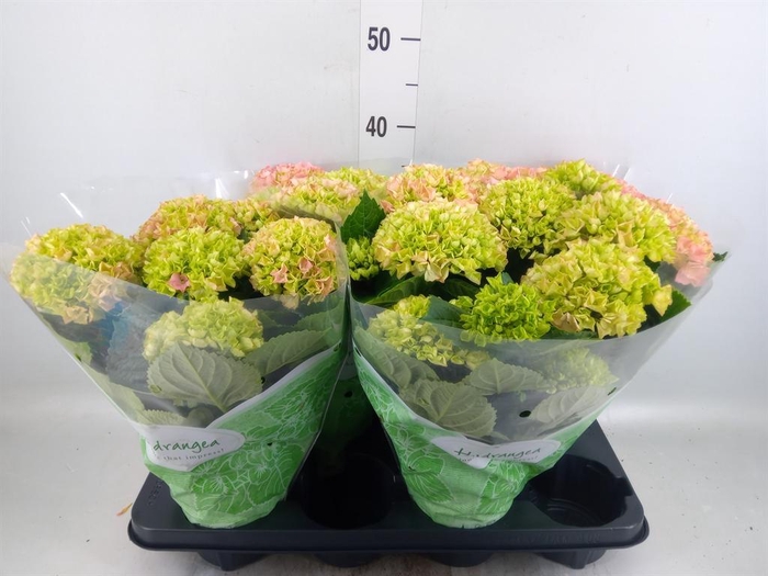 <h4>Hydrangea mac. 'Hi River'</h4>