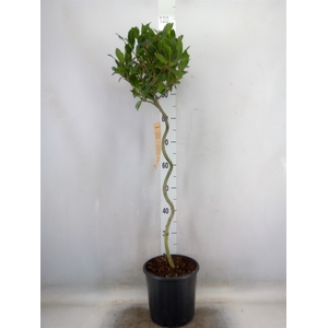 Laurus nobilis