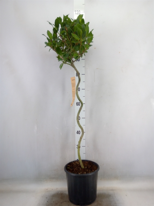 <h4>Laurus nobilis</h4>