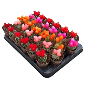 MIX CACTUS IN A ROW POT Ø 5,5 - NATURAL DRIED FLOWERS ASSORTED COLORS - TRAY 30 PCS WITH POTCOVER (CACTUS)